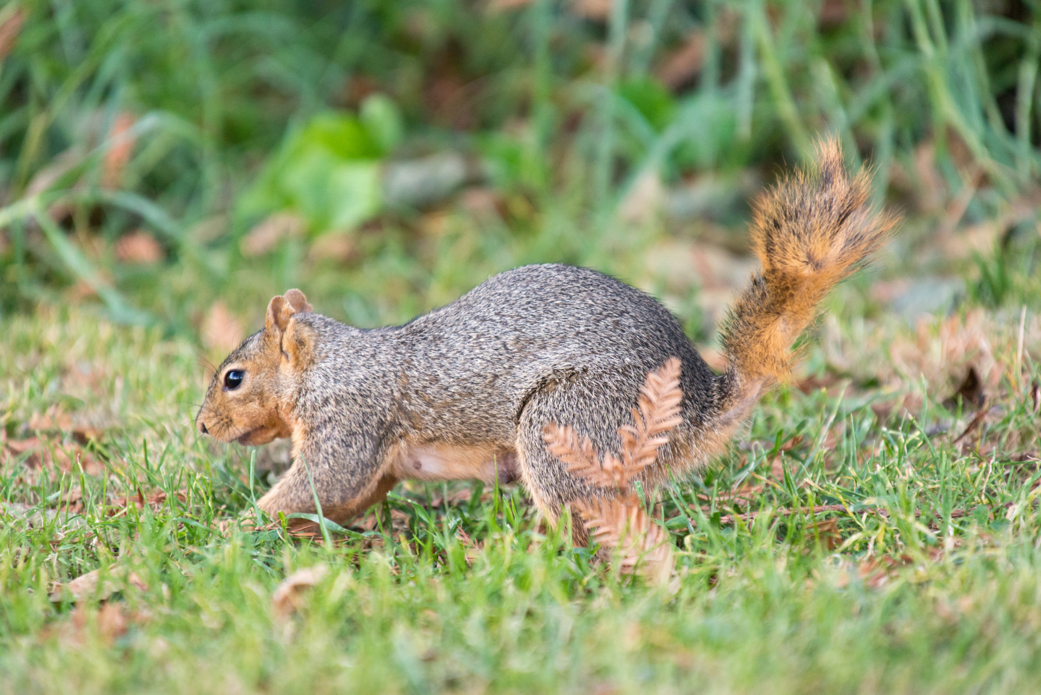 How Do Squirrels Find Their Nuts? | How Long Do Squirrels Live?